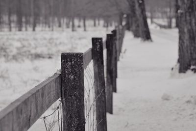 Close-up of snow on tree