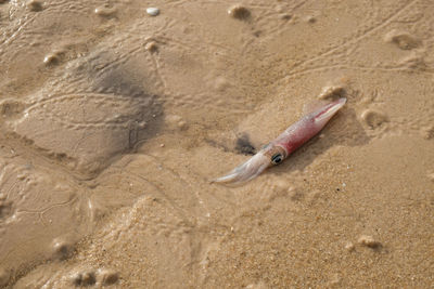 High angle view of crab on beach