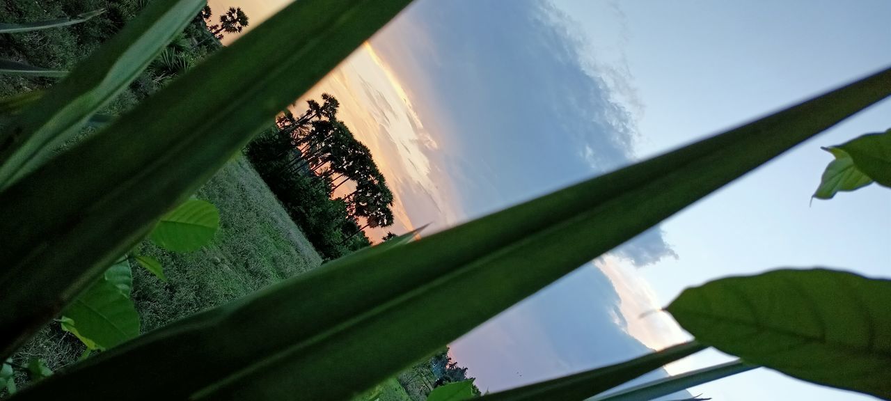 CLOSE-UP OF PLANTS AGAINST SKY