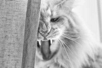 Close-up portrait of a cat