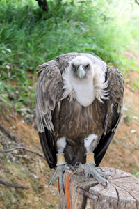 Close-up of owl perching on tree