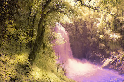 Scenic view of waterfall in forest