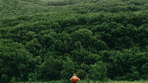 Scenic view of forest