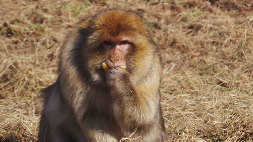 Portrait of monkey eating on field
