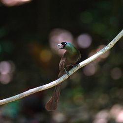 Close-up of bird perching on tree