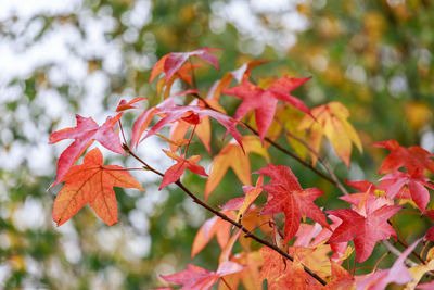 Close-up of red maple leaves on tree