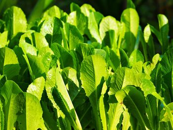 Close-up of fresh green leaves