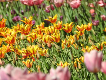 Close-up of yellow flowering plants on field