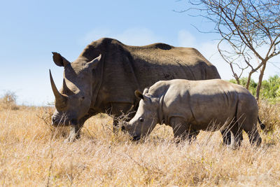 Rhinoceros with calf on field against sky