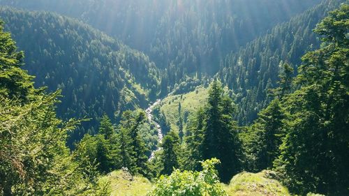 Panoramic view of pine trees in forest