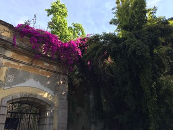 Low angle view of flowers growing on tree