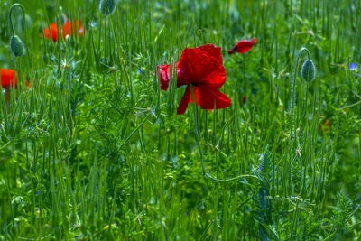 Close-up of red poppy flowers on field