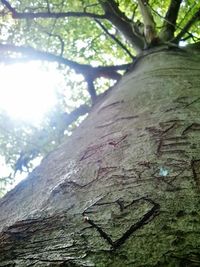 Low angle view of trees in forest