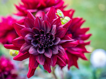 Close-up of pink dahlia flower