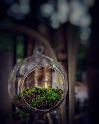 Close-up of potted plant