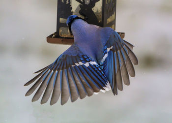 Close-up of bird flying over the sea