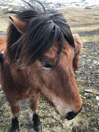 Close-up of a horse on field