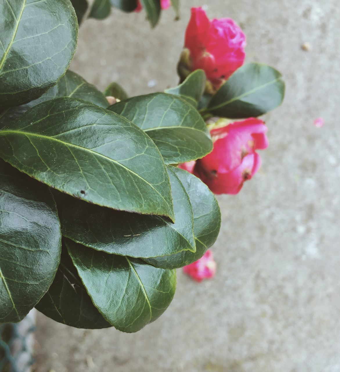 leaf, plant part, plant, beauty in nature, close-up, green color, vulnerability, freshness, nature, growth, fragility, flower, flowering plant, day, no people, petal, outdoors, focus on foreground, high angle view, pink color, leaves