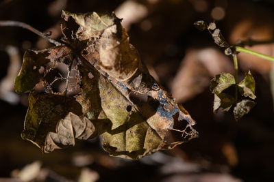 leaf