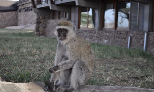 Lion sitting on land