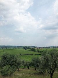 Scenic view of agricultural field against sky