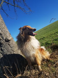 Low angle view of dog on field against sky