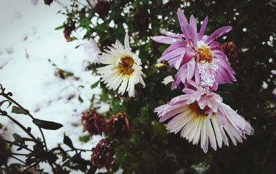 Close-up of flowers growing on tree