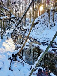 Snow covered bare trees in forest