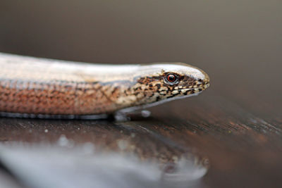 Close-up side view of a snake