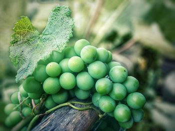 Close-up of green grape on plant during summer. 