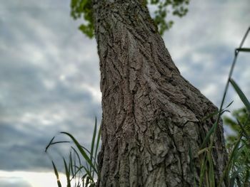 Low angle view of tree trunk against sky