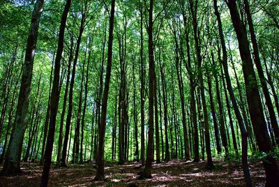 View of bamboo trees in forest