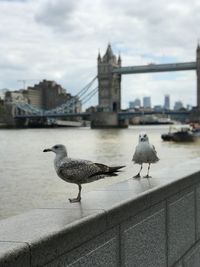 Seagull perching on railing against cityscape