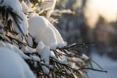 Close-up of frozen plant during winter