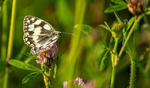 Marbled white english butterfly black spotted wings perched on wild flowers spring view