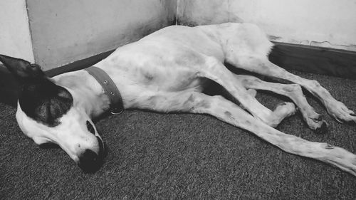 High angle view of dog lying on floor