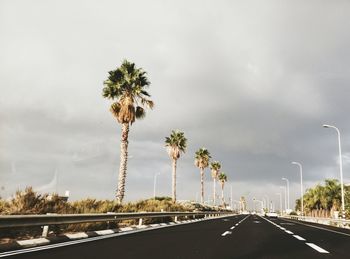 Road by palm trees against sky