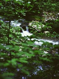 Scenic view of lake in forest