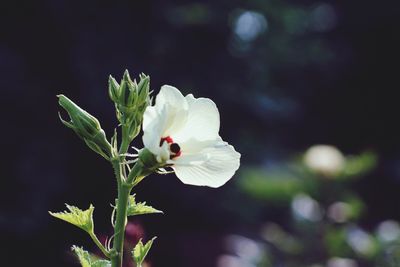 Close-up of white flowers