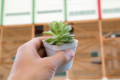 Close-up of hand holding plant