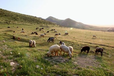 Sheep grazing in a field