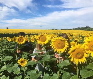 Sunflowers blooming on field against sky