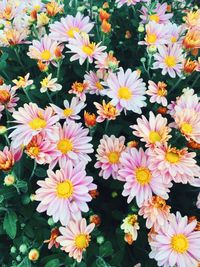 High angle view of flowering plants