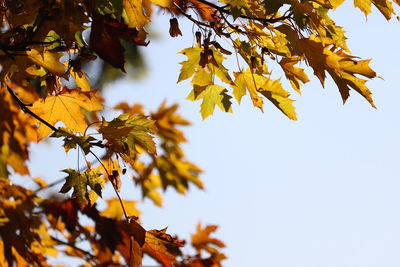 Low angle view of maple leaves against sky