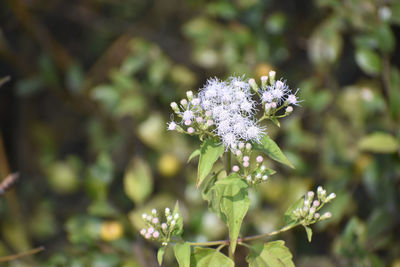 Close-up of white flowering plant