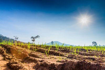 Plants growing on land against sky