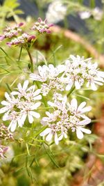 Close-up of fresh flowers on tree