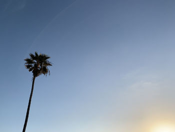 Palm tree and setting sun