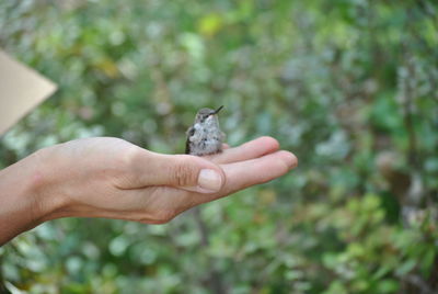 Close-up of hand holding small plant