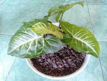 High angle view of green leaves on potted plant